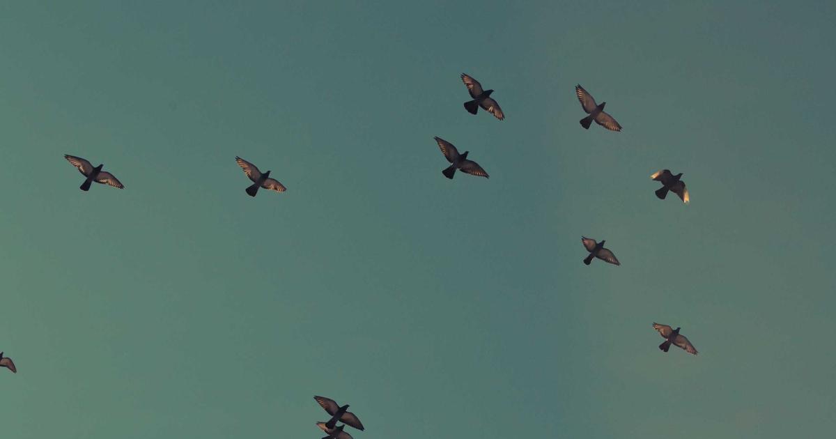WordPress mu, Özel Yazılım mı? Hangisi Daha İyi?